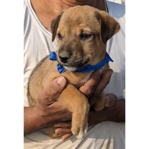Rio 2 Months Old Indie Puppy for Adoption