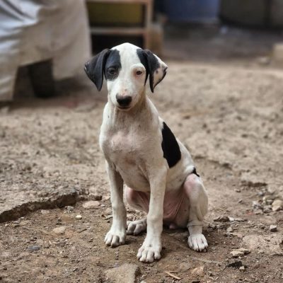 Ruby Female Indie Dog for Adoption