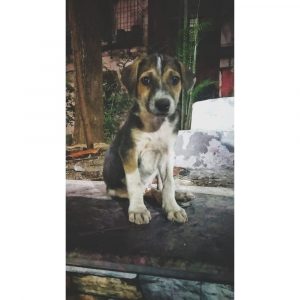 Sheru 2 Month Old Indie Dog for Adoption