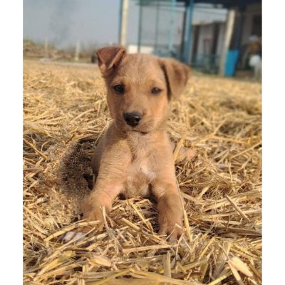 Sheru Indie Dog for Adoption