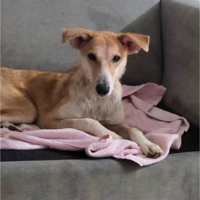 Shonku 1 Year Old Indie Dog for Adoption in Mumbai