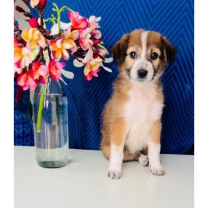 Smarty Indie Puppy for Adoption