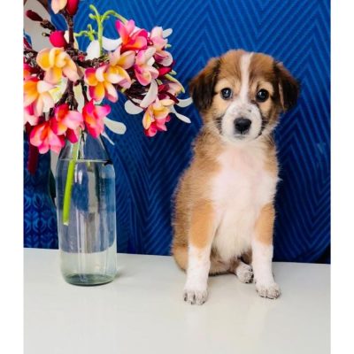 Smarty Indie Puppy for Adoption