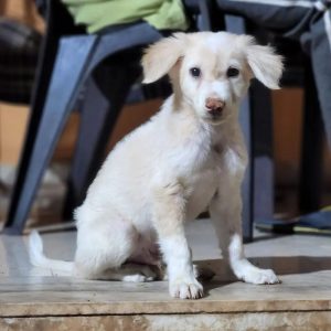 Smoothie Dog for Adoption in Mumbai