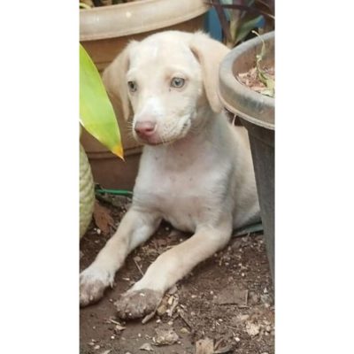 Snow 2.5 Months Old Indie Dog for Adoption