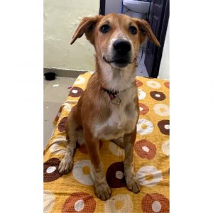 Sohni Indie Dog for Adoption