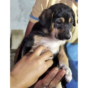 Sonu Puppy for Adoption