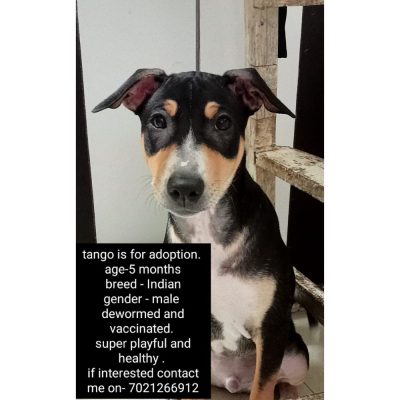 Tango Indie Dog for Adoption