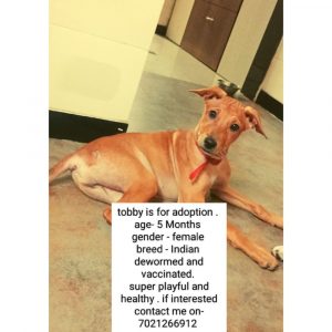 Tobby 5 Month Old Female Indie Dog for Adoption in Mumbai
