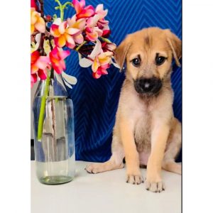 Tuffy 1.5 Month Old Female Indie Puppy for Adoption