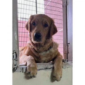 Apollo Golden Retriever Dog for Adoption in Delhi