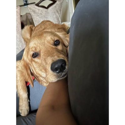 Apollo Golden Retriever Dog for Adoption in Delhi Front