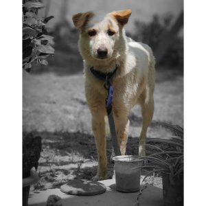 Barfi Indie Dog for Adoption in Delhi