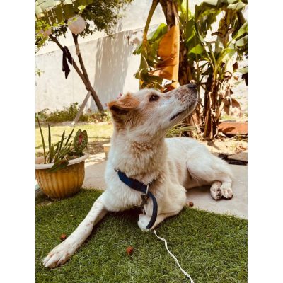 Barfi Indie Dog for Adoption in Delhi Front