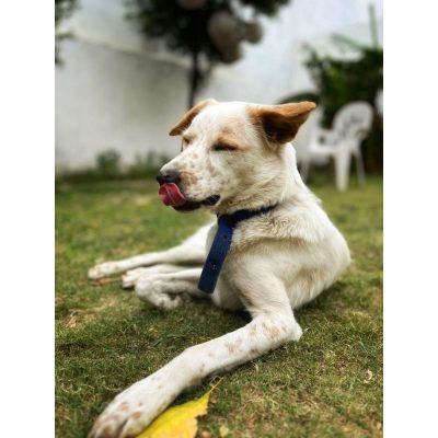 Barfi Indie Dog for Adoption in Delhi Side