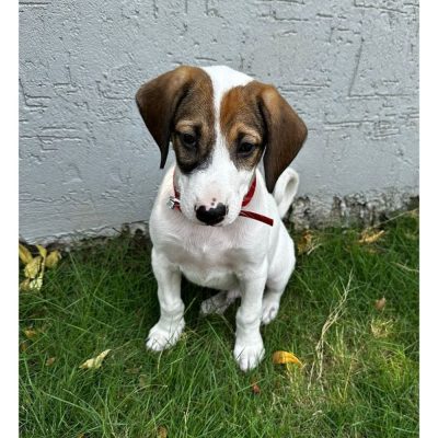 Bean 2 Month Old Indie Dog for Adoption