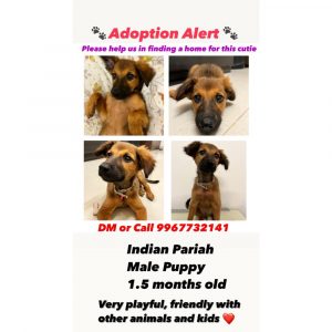 Bean Indie Puppy for Adoption in Mumbai