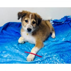 Bear Female Indie Puppy for Adoption in Hyderabad