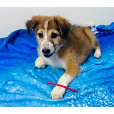 Bear Female Indie Puppy for Adoption in Hyderabad Front