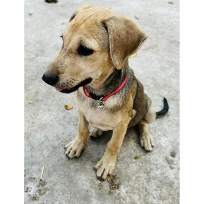 Bestie Female Indie Puppy for Adoption Side