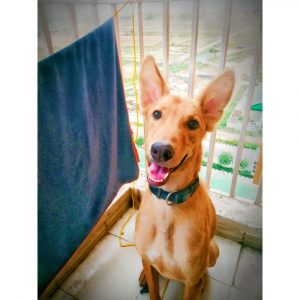 Bob Indie Dog for Adoption in Delhi