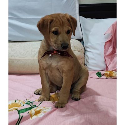 Brownie 2.5 Month Old Female Indie Dog
