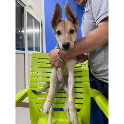 Brownie Indie Dog for Adoption in Gurgaon