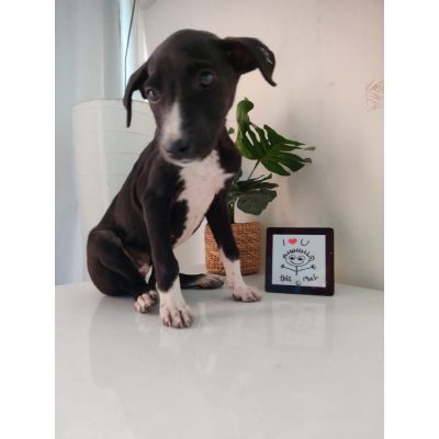 Bulbul Indie Dog for Adoption