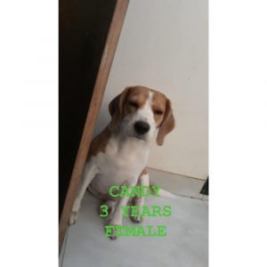 Candy Beagle Dog for Adoption in Delhi