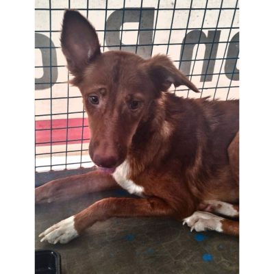 Chinni Indie Dog for Adoption