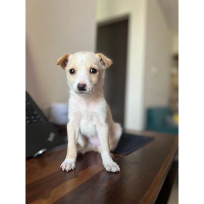 Chintu Indie Dog for Adoption in Mumbai