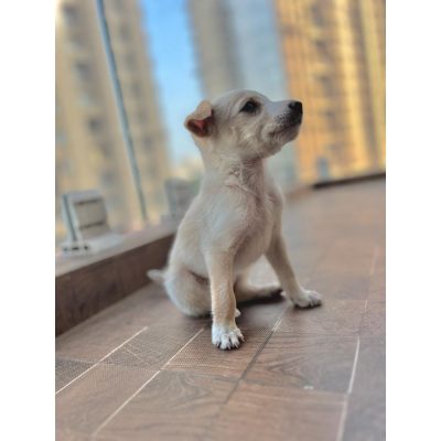 Chintu Indie Dog for Adoption in Mumbai Side