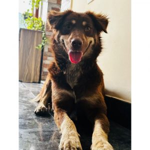 Choco Indie Dog for Adoption