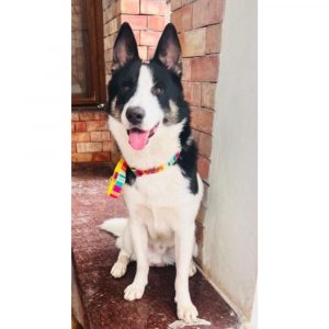 Cleo Husky Dog for Adoption in Hyderabad
