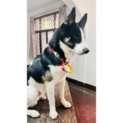 Cleo Husky Dog for Adoption in Hyderabad Side