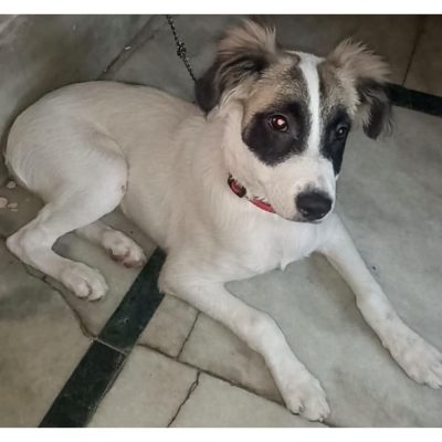 Coco Female Indie Dog for Adoption in Delhi