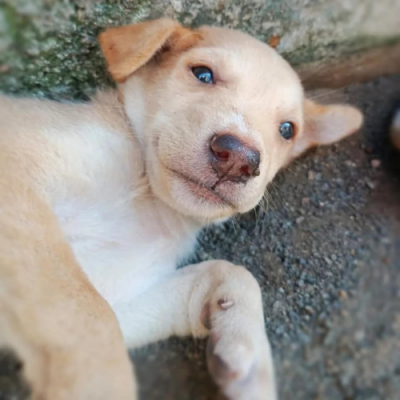 Coco Indie Puppy for Adoption in Chennai