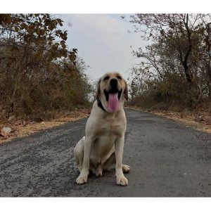 Coco Labrador Dog for Adoption in Mumbai