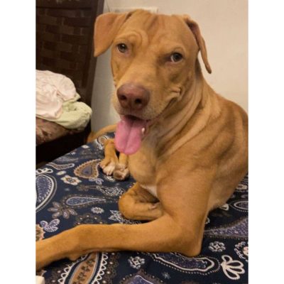 Cookie Indie Dog for Adoption in Mumbai