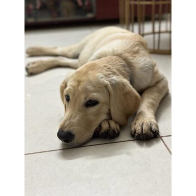 Cookie Labrador Dog for Adoption in Bangalore Front