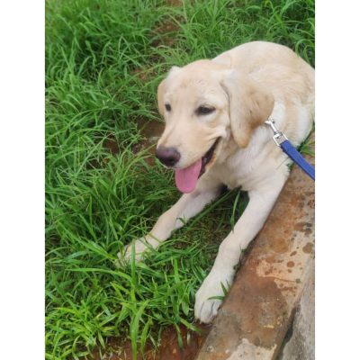 Cookie Labrador Dog for Adoption in Bangalore Side
