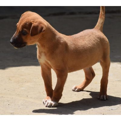 Dabbu 3 Month Old Indie Dog for Adoption in Delhi Front