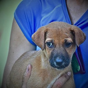 Dabbu Indie Dog for Adoption