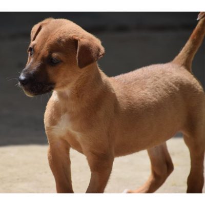 Dabbu Indie Dog for Adoption Side