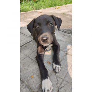 Dora Indie Puppy for Adoption