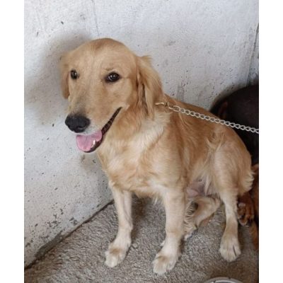 Heera Golden Retriever Dog for Adoption