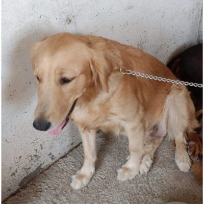 Heera Golden Retriever Dog for Adoption Front