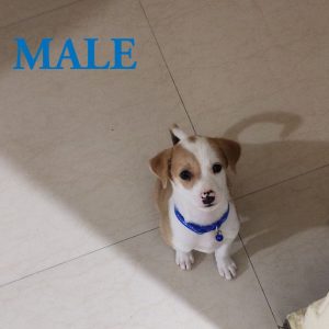 Hero Indie Puppy for Adoption