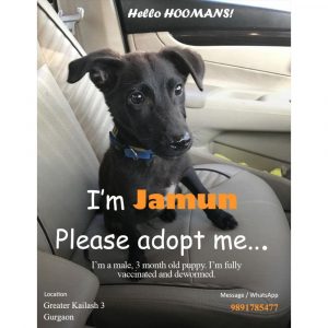 Jamun Indie Dog for Adoption