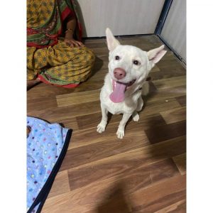 Jumper Indie Dog for Adoption in Hyderabad